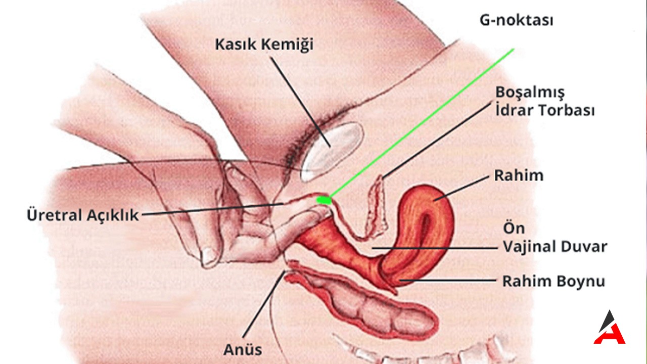 G Noktası Açılımı